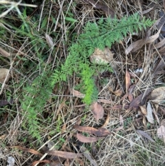 Cheilanthes sieberi subsp. sieberi (Narrow Rock Fern) at Bungonia, NSW - 13 May 2024 by lbradley