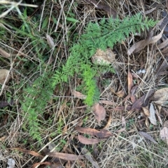 Cheilanthes sieberi subsp. sieberi (Mulga Rock Fern) at Bungonia National Park - 13 May 2024 by lbradley