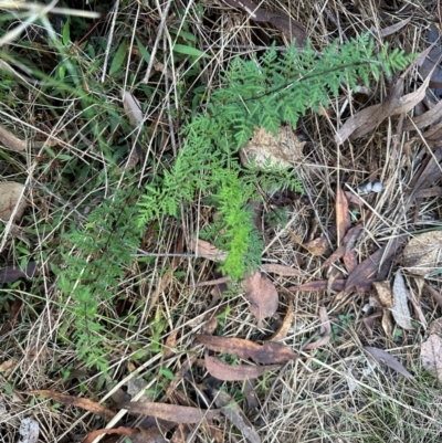 Cheilanthes sieberi subsp. sieberi (Mulga Rock Fern) at Bungonia National Park - 13 May 2024 by lbradley