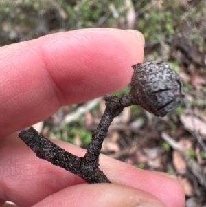 Eucalyptus dives at Bungonia, NSW - 13 May 2024