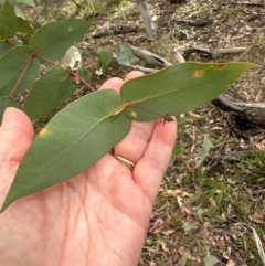 Eucalyptus dives at Bungonia, NSW - 13 May 2024