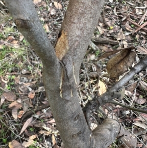 Eucalyptus dives at Bungonia, NSW - 13 May 2024