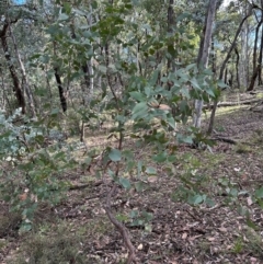 Eucalyptus dives at Bungonia, NSW - 13 May 2024
