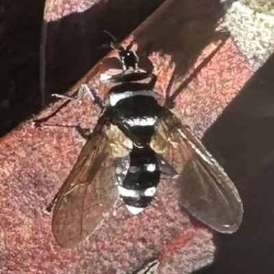 Trigonospila sp. (genus) (A Bristle Fly) at Bungonia, NSW - 13 May 2024 by lbradley