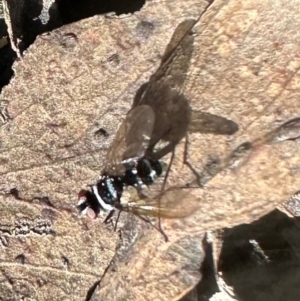 Trigonospila sp. (genus) at Bungonia National Park - 13 May 2024