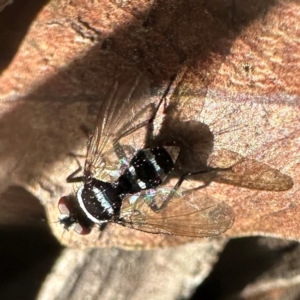 Trigonospila sp. (genus) at Bungonia National Park - 13 May 2024