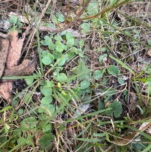 Pterostylidinae (greenhood alliance) at Bungonia National Park - 13 May 2024