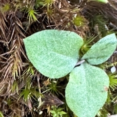 Pterostylidinae (greenhood alliance) at Bungonia, NSW - 13 May 2024