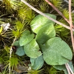 Pterostylidinae (greenhood alliance) at Bungonia, NSW - suppressed