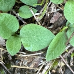 Pterostylidinae (greenhood alliance) at Bungonia, NSW - suppressed