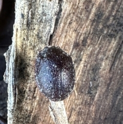 Trachymela sp. (genus) (Brown button beetle) at Bungonia, NSW - 13 May 2024 by lbradley