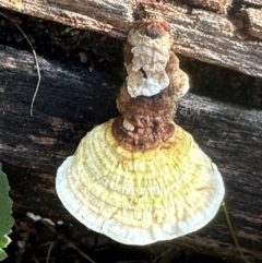 Unverified Other fungi on wood at Bungonia, NSW - 13 May 2024 by lbradley