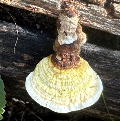 Unidentified Other fungi on wood at Bungonia National Park - 13 May 2024 by lbradley