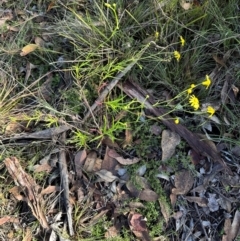 Senecio madagascariensis (Madagascan Fireweed, Fireweed) at Bungonia, NSW - 13 May 2024 by lbradley