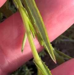 Senecio madagascariensis at Bungonia, NSW - 13 May 2024 02:51 PM