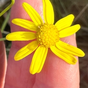 Senecio madagascariensis at Bungonia, NSW - 13 May 2024 02:51 PM