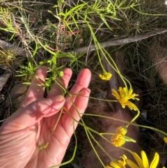 Senecio madagascariensis at Bungonia National Park - 13 May 2024