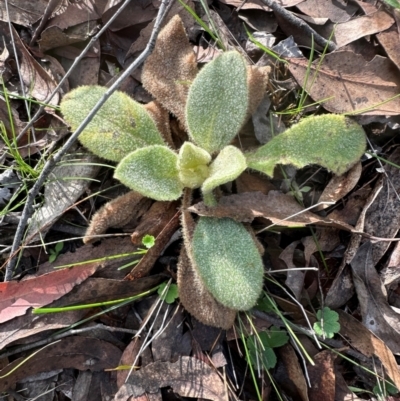 Verbascum thapsus subsp. thapsus (Great Mullein, Aaron's Rod) at Bungonia National Park - 13 May 2024 by lbradley