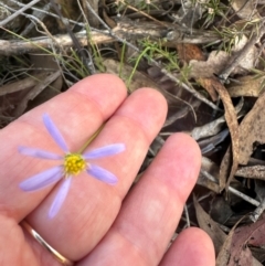 Brachyscome rigidula (Hairy Cut-leaf Daisy) at Bungonia, NSW - 13 May 2024 by lbradley