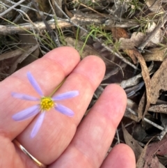 Brachyscome rigidula (Hairy Cut-leaf Daisy) at Bungonia National Park - 13 May 2024 by lbradley