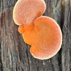 Unidentified Other fungi on wood at Bungonia, NSW - 13 May 2024 by lbradley