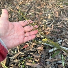 Hardenbergia violacea (False Sarsaparilla) at Bungonia, NSW - 13 May 2024 by lbradley