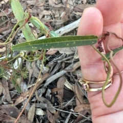 Hardenbergia violacea at Bungonia State Conservation Area - 13 May 2024