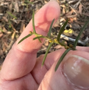 Acacia genistifolia at Bungonia, NSW - 13 May 2024