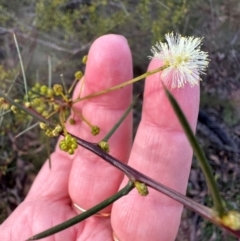 Acacia genistifolia at Bungonia, NSW - 13 May 2024