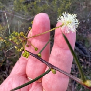 Acacia genistifolia at Bungonia, NSW - 13 May 2024