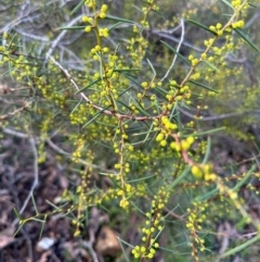 Acacia genistifolia at Bungonia State Conservation Area - 13 May 2024