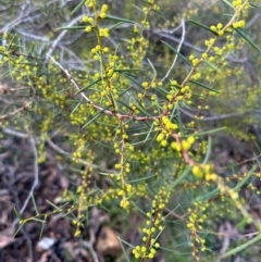 Acacia genistifolia at Bungonia, NSW - 13 May 2024