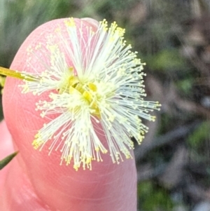 Acacia genistifolia at Bungonia, NSW - 13 May 2024