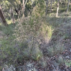 Cassinia sifton (Sifton Bush, Chinese Shrub) at Bungonia State Conservation Area - 13 May 2024 by lbradley