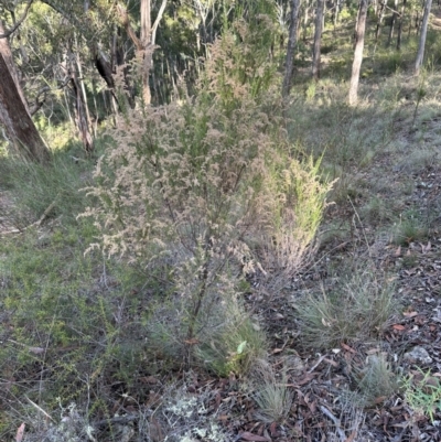 Cassinia sifton (Sifton Bush, Chinese Shrub) at Bungonia State Conservation Area - 13 May 2024 by lbradley