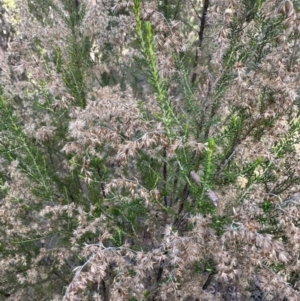 Cassinia sifton at Bungonia State Conservation Area - 13 May 2024