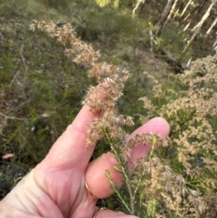 Cassinia sifton at Bungonia State Conservation Area - 13 May 2024