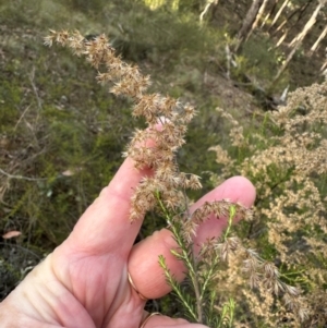 Cassinia sifton at Bungonia, NSW - 13 May 2024