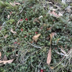 Astroloma humifusum (Cranberry Heath) at Bungonia State Conservation Area - 13 May 2024 by lbradley