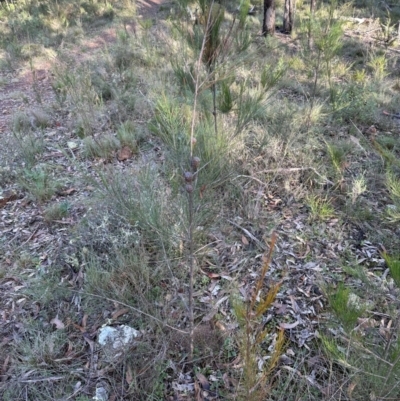 Allocasuarina littoralis (Black She-oak) at Bungonia, NSW - 13 May 2024 by lbradley