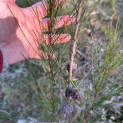 Allocasuarina littoralis at Bungonia State Conservation Area - 13 May 2024