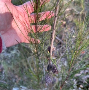 Allocasuarina littoralis at Bungonia, NSW - 13 May 2024