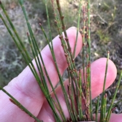 Allocasuarina littoralis at Bungonia State Conservation Area - 13 May 2024