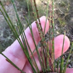 Allocasuarina littoralis at Bungonia, NSW - 13 May 2024