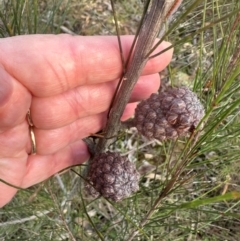 Allocasuarina littoralis at Bungonia State Conservation Area - 13 May 2024