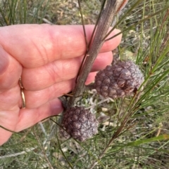 Allocasuarina littoralis at Bungonia, NSW - 13 May 2024