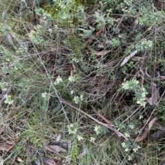 Melichrus urceolatus (Urn Heath) at Bungonia, NSW - 13 May 2024 by lbradley