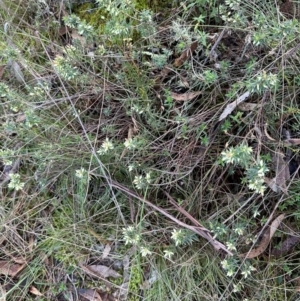 Melichrus urceolatus at Bungonia State Conservation Area - 13 May 2024