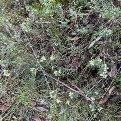 Melichrus urceolatus (Urn Heath) at Bungonia, NSW - 13 May 2024 by lbradley