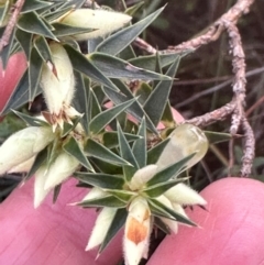 Melichrus urceolatus at Bungonia, NSW - 13 May 2024